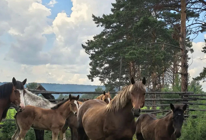 Царская Уха